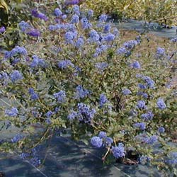 Ceanothus burkwoodii